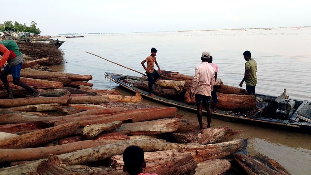 কুড়িগ্রামে নদে ভেসে আসছে লালচে কাঠ, চন্দন নয়, পচা কাঠ বলছে বন বিভাগ