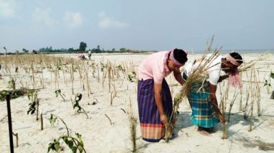 চিলমারীতে ব্রহ্মপুত্রের ভাঙন ঠেকাতে প্রাকৃতিক বাঁধ