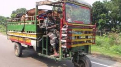 বগুড়ায় ভটভটি উল্টে গরু ব্যবসায়ী নিহত