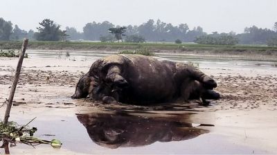 কুড়িগ্রাম দুধকুমার নদীতে মৃত গন্ডার