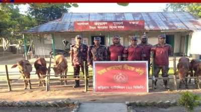 কুড়িগ্রামে বিজিবির অভিযানে গরু আটক