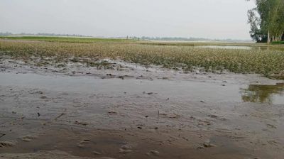 কুড়িগ্রামে পানি নামায় ভেসে উঠছে ফসলের ক্ষতচিহ্ন ‎ ‎