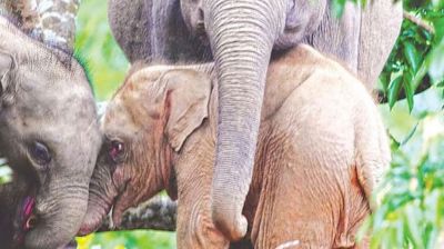 রাঙামাটির সেই গোলাপি হাতি মারা গেছে