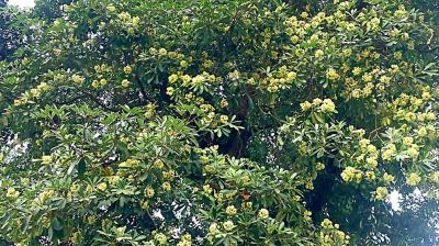 সন্ধ্যা নামলেই ছাতিম ফুলের সুবাসে মাতোয়ারা ব্রাহ্মণপাড়া