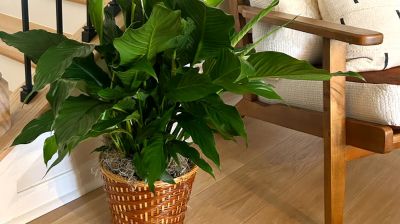 ঘরের বাতাস বিশুদ্ধ করতে সহায়ক যেসব ইনডোর গাছ