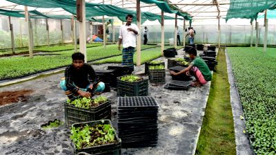পলিশেড হাউজে বিকাশের স্বপ্ন, গ্রামীণ কৃষিতে নতুন অধ্যায়
