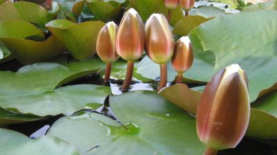 ইসির প্রতীক তালিকায় যুক্ত হলো ‘শাপলা কলি’