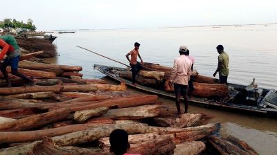 কুড়িগ্রামে নদে ভেসে আসছে লালচে কাঠ, চন্দন নয়, পচা কাঠ বলছে বন বিভাগ