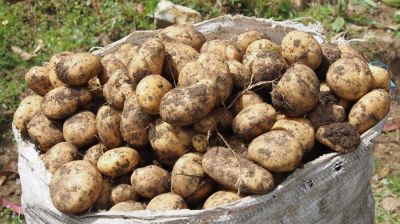 উৎপাদন বাড়লেও আলু চাষে ৩ হাজার কোটি টাকা ক্ষতির আশঙ্কা