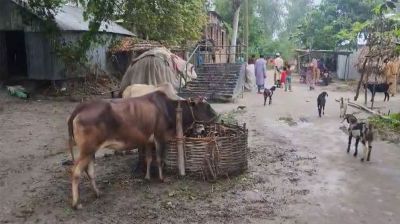 অ্যানথ্রাক্স সংক্রমণের উৎস খুঁজতে রংপুর-গাইবান্ধায় অনুসন্ধান দল