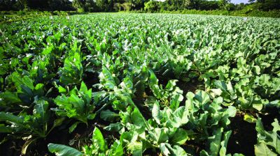 তালায় আগাম শীতকালীন সবজি চাষে উৎসবের আমেজ