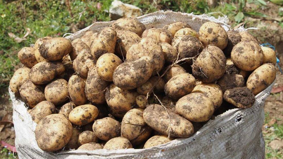 উৎপাদন বাড়লেও আলু চাষে ৩ হাজার কোটি টাকা ক্ষতির আশঙ্কা