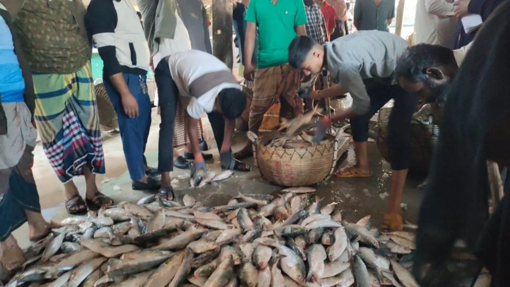 একটানে জালে উঠল ২০০ মণ ইলিশ,  ৫২ লাখ টাকায় বিক্রি