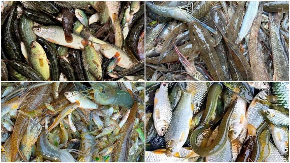 রূপগঞ্জে’র হাটে-বাজারে ‘স্নেকস্কিন গুরামি’