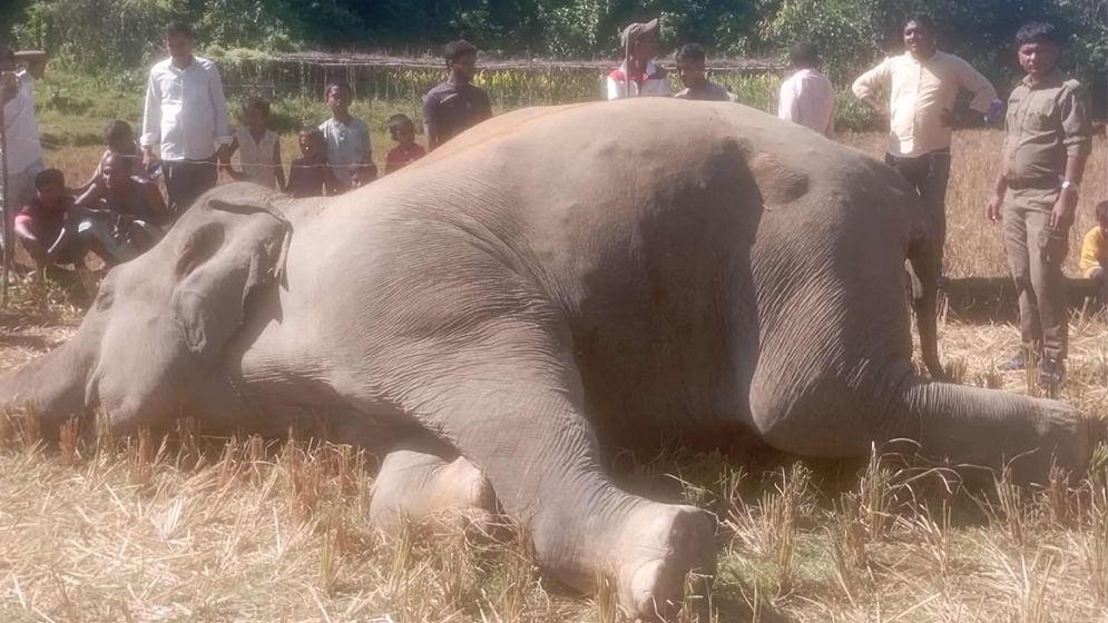 উখিয়ায় বৈদ্যুতিক ফাঁদে স্পৃষ্ট হয়ে বন্যহাতির মৃত্যু
