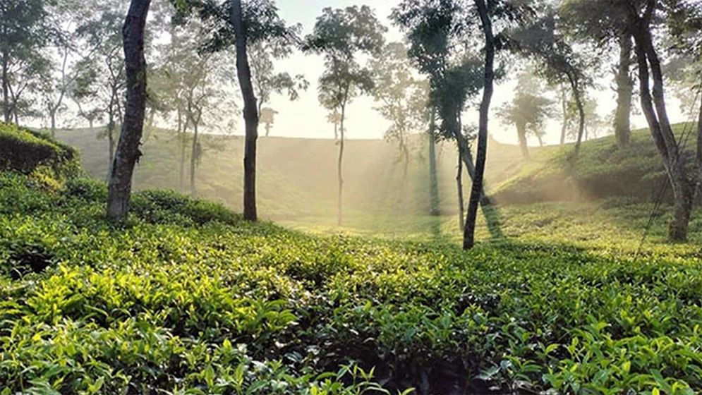 শ্রীমঙ্গলে দেশের সর্বনিম্ন তাপমাত্রা