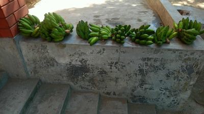 প্রথম সপ্তাহেই অনিয়মের অভিযোগ