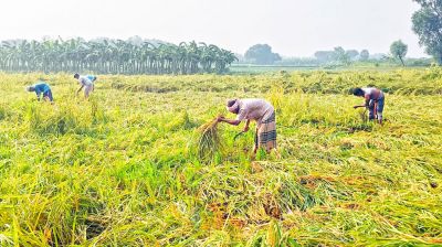 নভেম্বরের অপ্রত্যাশিত বৃষ্টিতে রাজশাহীতে ১০ কোটি টাকার ফসলের ক্ষতি