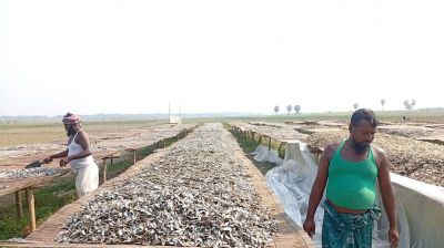 চাহিদা বাড়ছে নড়াইলের দেশি মাছের শুঁটকি মৌসুম