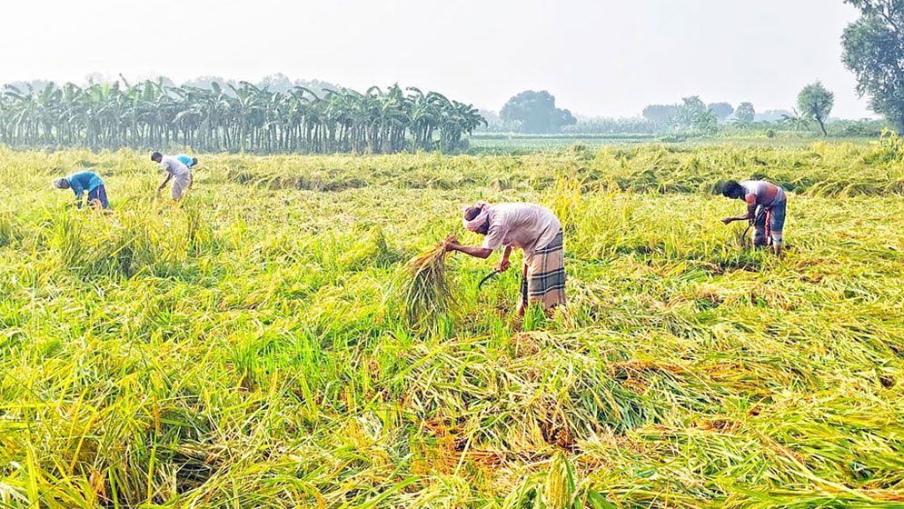 নভেম্বরের অপ্রত্যাশিত বৃষ্টিতে রাজশাহীতে ১০ কোটি টাকার ফসলের ক্ষতি