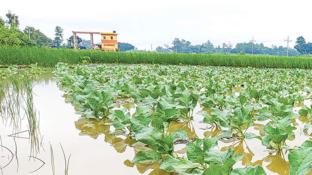 জয়পুরহাটে টানা বৃষ্টিতে পানিতে তলিয়ে যাচ্ছে ধান ও আগাম ফসল