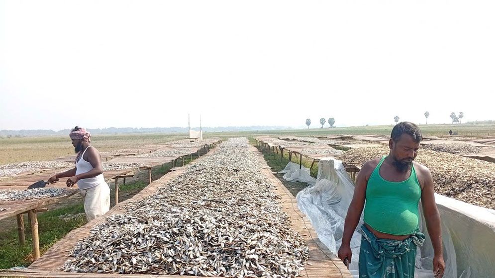 চাহিদা বাড়ছে নড়াইলের দেশি মাছের শুঁটকি মৌসুম