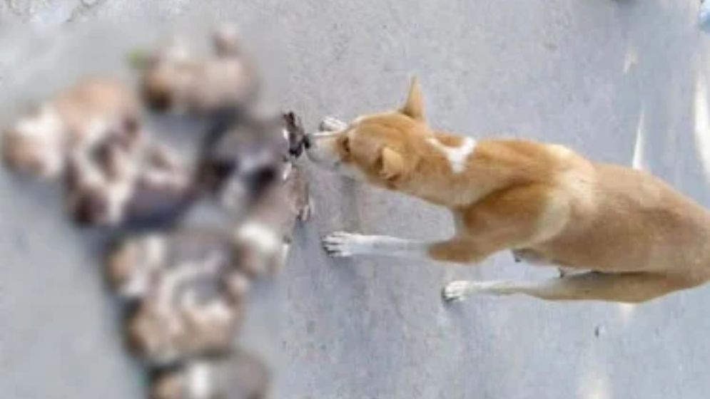 পুকুরে ডুবিয়ে ৮ কুকুর ছানা হত্যা