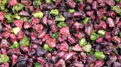 পানিফলের নানা উপকারিতা