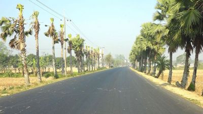 বিদ্যুৎ লাইনের নামে নওগাঁর সড়কজুড়ে তালগাছ নিধন, ক্ষুব্ধ স্থানীয়রা