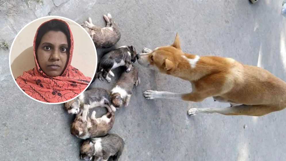 ৮ কুকুরছানা হত্যার ঘটনায় ওই সরকারি কর্মকর্তার স্ত্রী গ্রেপ্তার