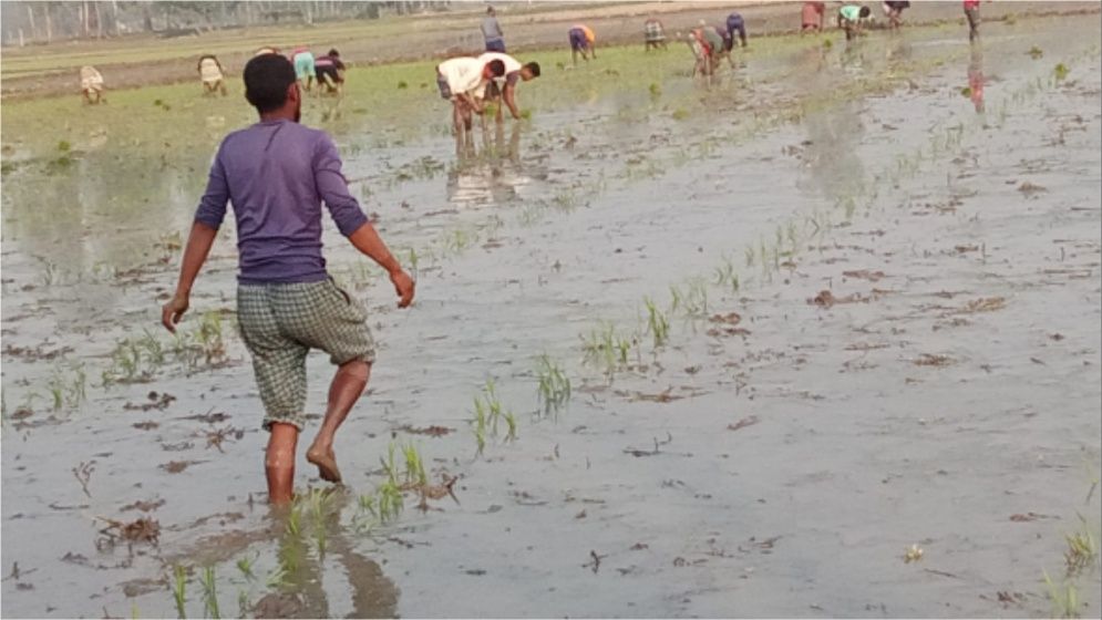 ইরি ধান রোপণ, মাঠে মাঠে কৃষকের কর্মচাঞ্চল্য
