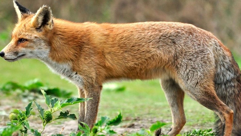 ‎পাকুন্দিয়ায় পাগলা শিয়ালের কামড়ে নারী-শিশুসহ আহত ৪