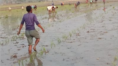 ইরি ধান রোপণ, মাঠে মাঠে কৃষকের কর্মচাঞ্চল্য