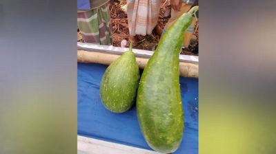 এক জোড়া লাউ বিক্রি ১৮ হাজার টাকায়