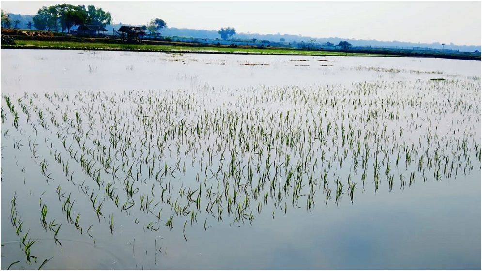 পাইকগাছায় লবন পানি তুলে ২০ বিঘা ধান ডুবিয়ে দেয়ায় ইউএনও দপ্তরে অভিযোগ