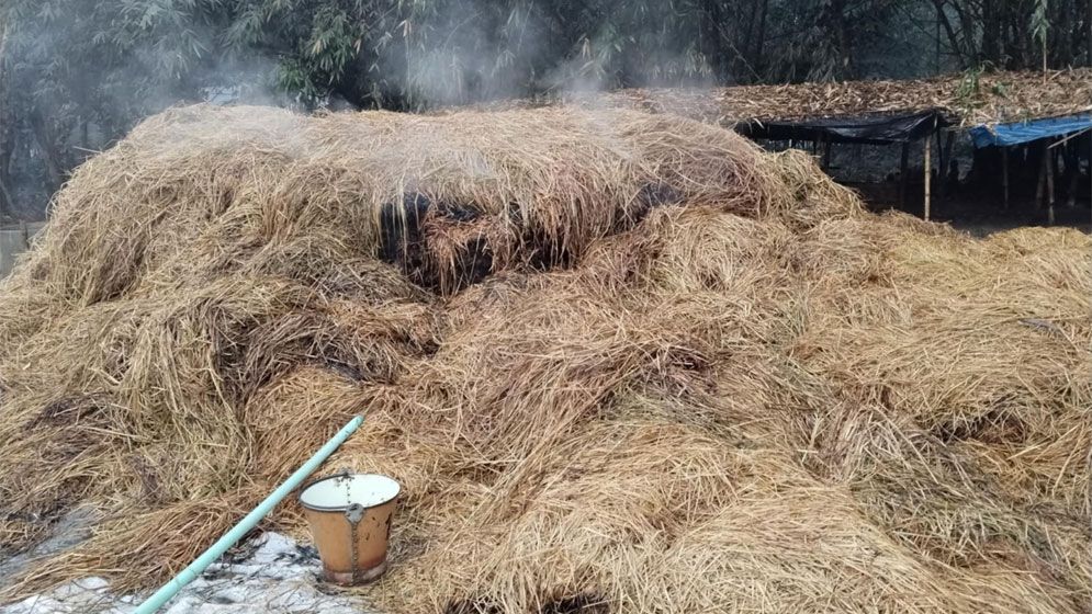 শেরপুরে আগুনে পুড়ল ১০–১২ বিঘা জমির ধানের খড়