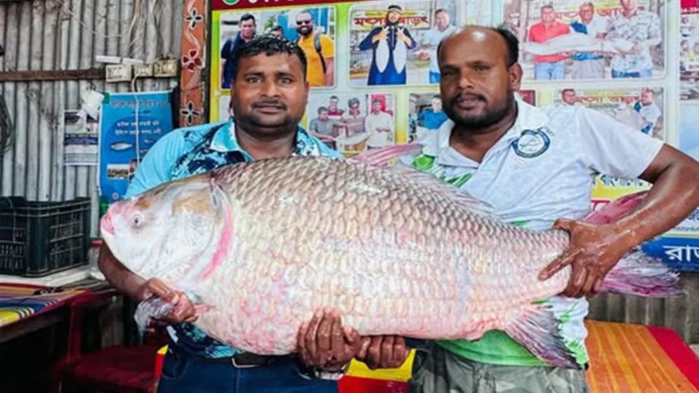পদ্মার এক কাতল বিক্রি হলো ৬৮ হাজার টাকায়