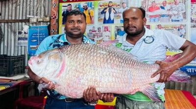 পদ্মার এক কাতল বিক্রি হলো ৬৮ হাজার টাকায়