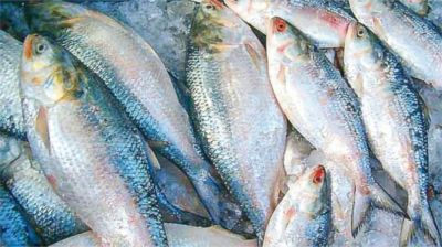 রাতে শেষ হচ্ছে নিষেধাজ্ঞা, কাল থেকে মিলবে ইলিশ