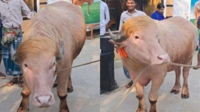 মিরপুর চিড়িয়াখানায় রাখা হচ্ছে ‘ডোনাল্ড ট্রাম্পকে’