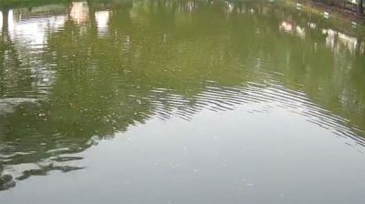 বগুড়ায় পুকুরে ভাসছিল নবজাতকের গলাকাটা মরদেহ