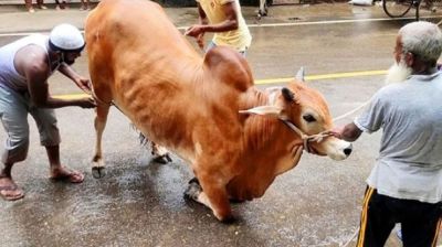 কুরবানির দিন পরিচ্ছন্ন ও নিরাপদ থাকতে যা করবে