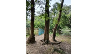 শেরপুরের বিশ্বা-তিরাইল সড়কে মাদকসেবীদের আড্ডা, আতঙ্কে এলাকাবাসী