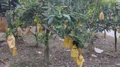 বাঘা থেকে প্রথমবার ফ্রান্সে যাচ্ছে চলতি মৌসুমের আম