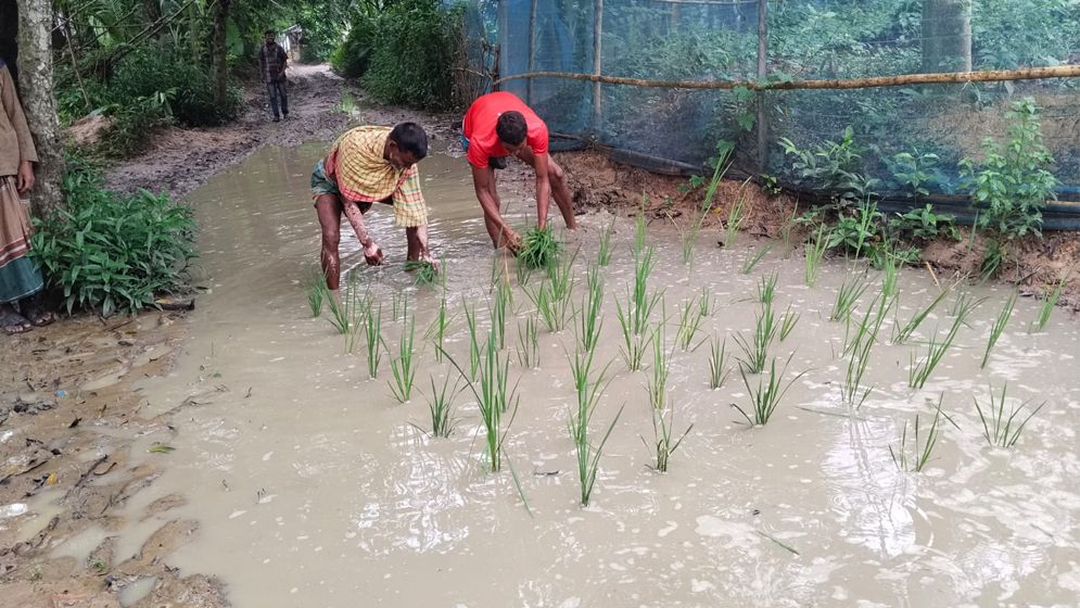শেরপুরে গ্রামীণ সড়কের বেহাল দশা: সংস্কারের দাবিতে সড়কের উপর ধানের চারা রোপন