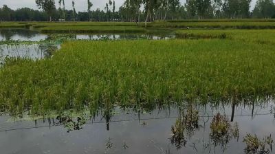 ক্ষতিগ্রস্ত কৃষকের তালিকায় কৃষি কর্মকর্তার স্ত্রী-স্বজনদের নাম