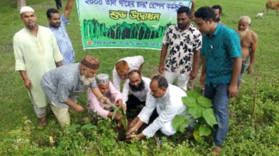 বজ্রপাতে ১০ প্রাণহানির পর নাগেশ্বরীতে তালগাছ রোপণে প্রশাসনের উদ্যোগ