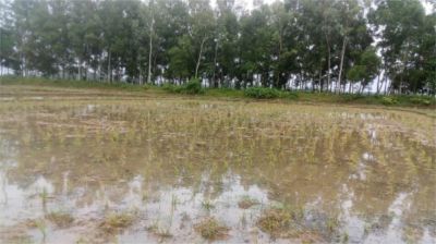 শেরপুরে পূর্বশত্রুতার জেরে আমন ক্ষেতে বিষ ছিটিয়ে ফসল নষ্ট, থানায় লিখিত অভিযোগ