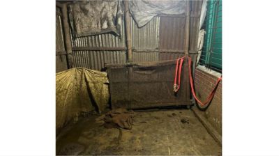 শেরপুরে গোয়ালঘর ভেঙে তিনটি গরু চুরি, থানায় জিডি