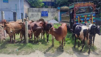 রৌমারীতে গরুর নিলামের ভাগবাটোয়ারা নিয়ে বিএনপি-জামায়াতের হাতাহাতি